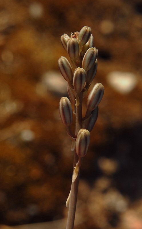 Charybdis undulata / Scilla ondulata